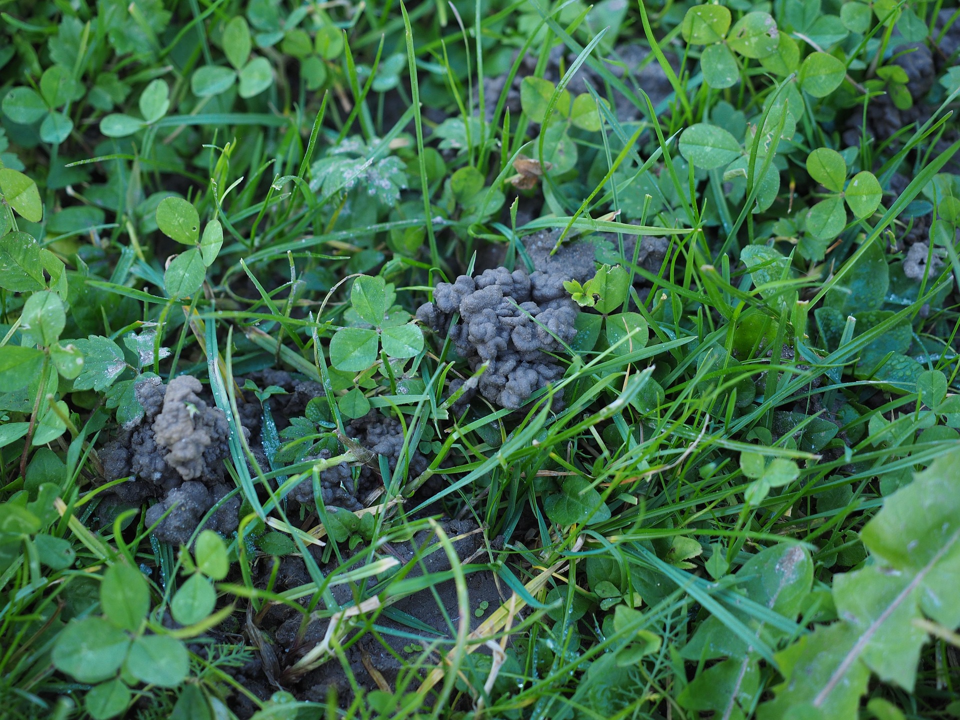 蚯蚓养殖循环经济研究